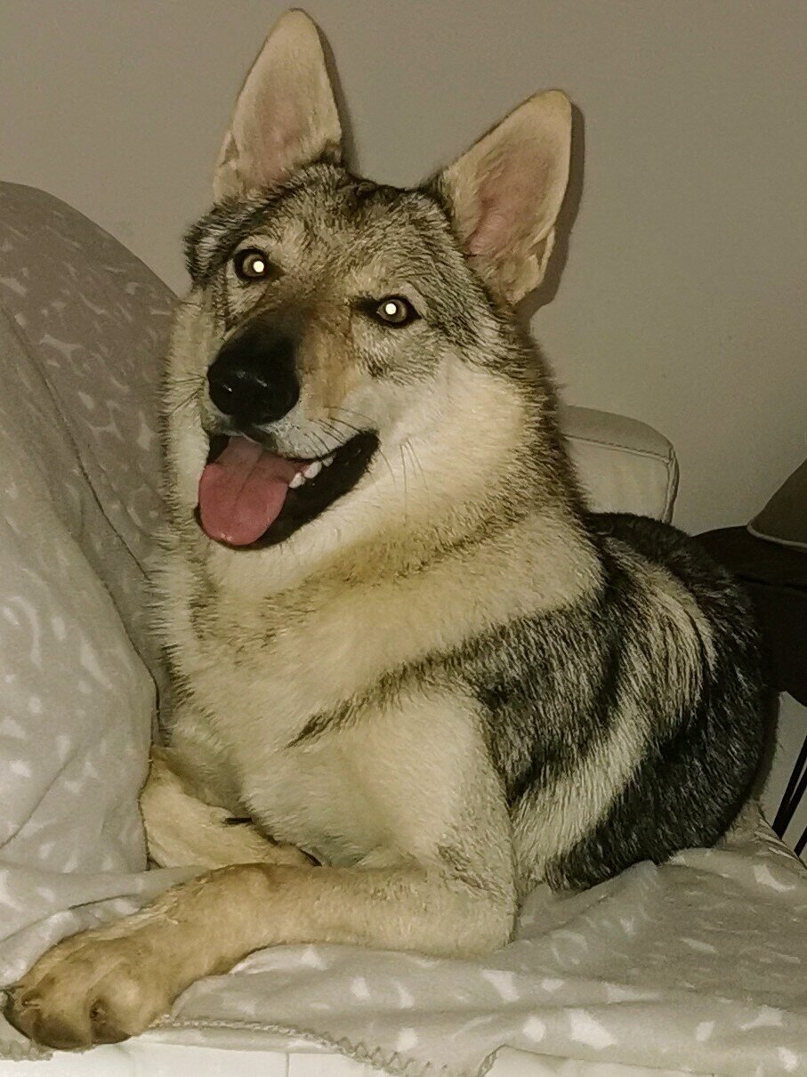 ARYA