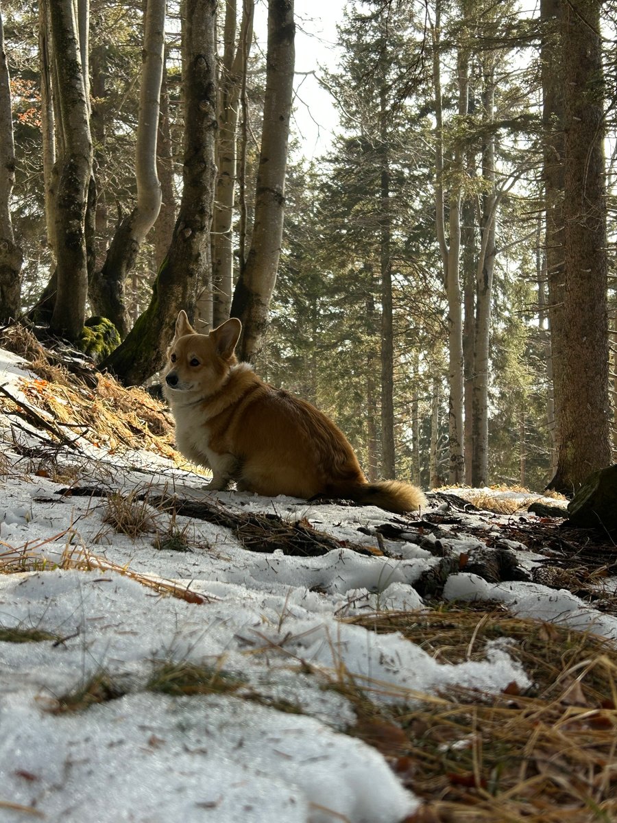Corgi_Ema Černigoj