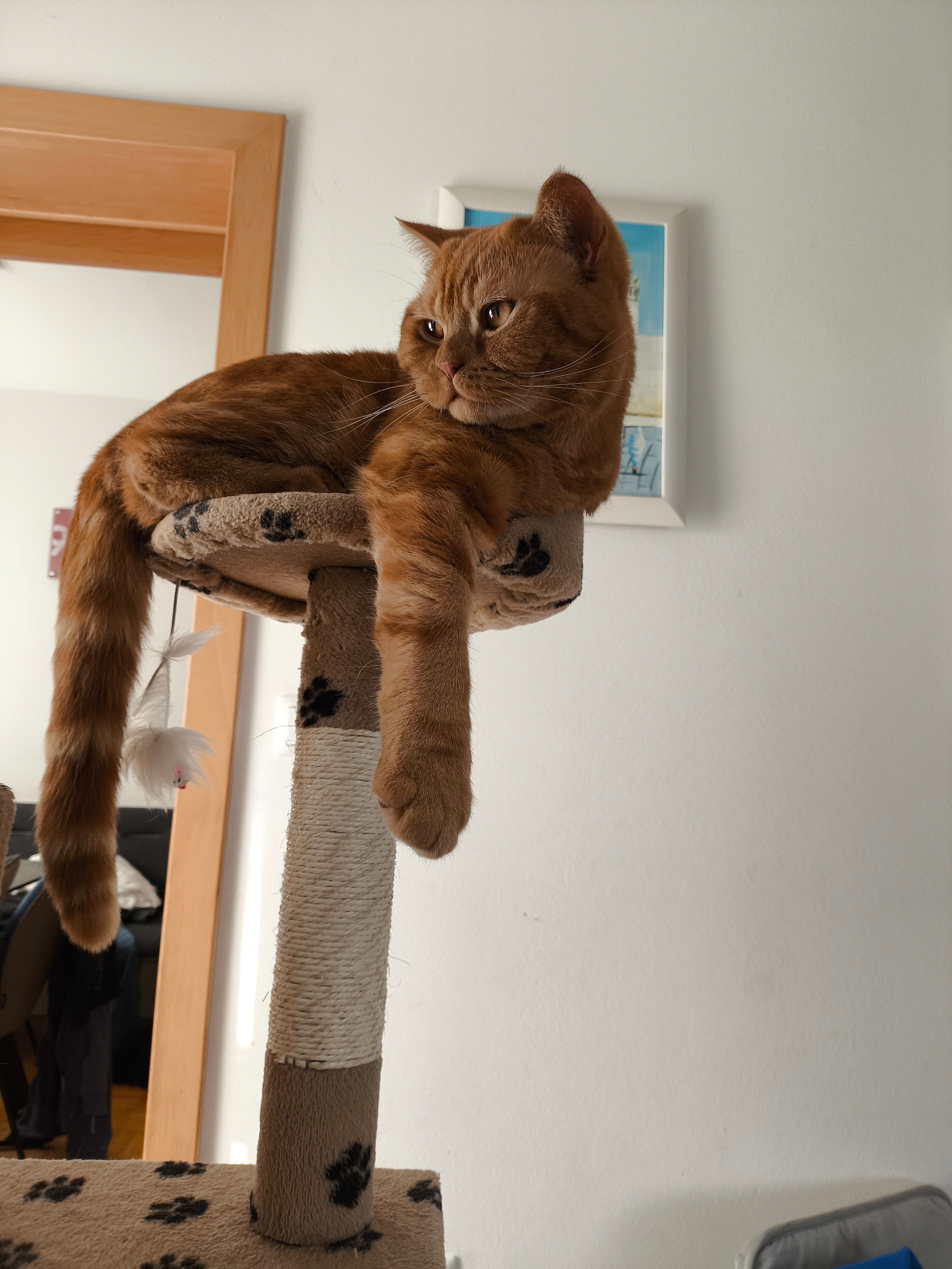 Garfield_Andreja Zadravec