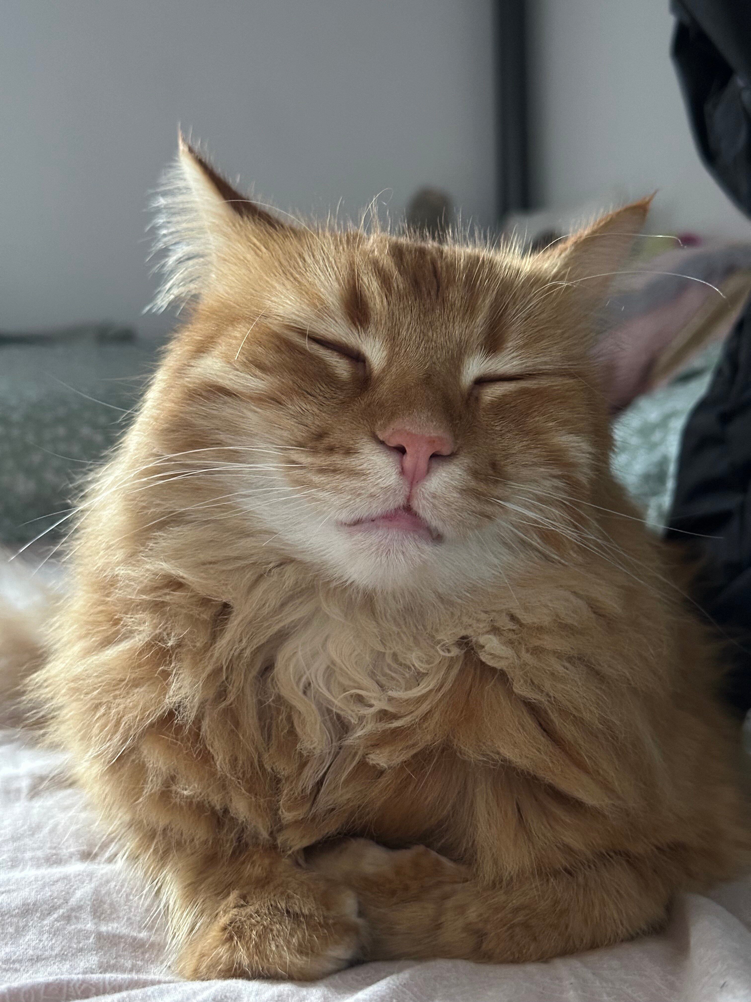 Ginger_klavžar_elizabeta