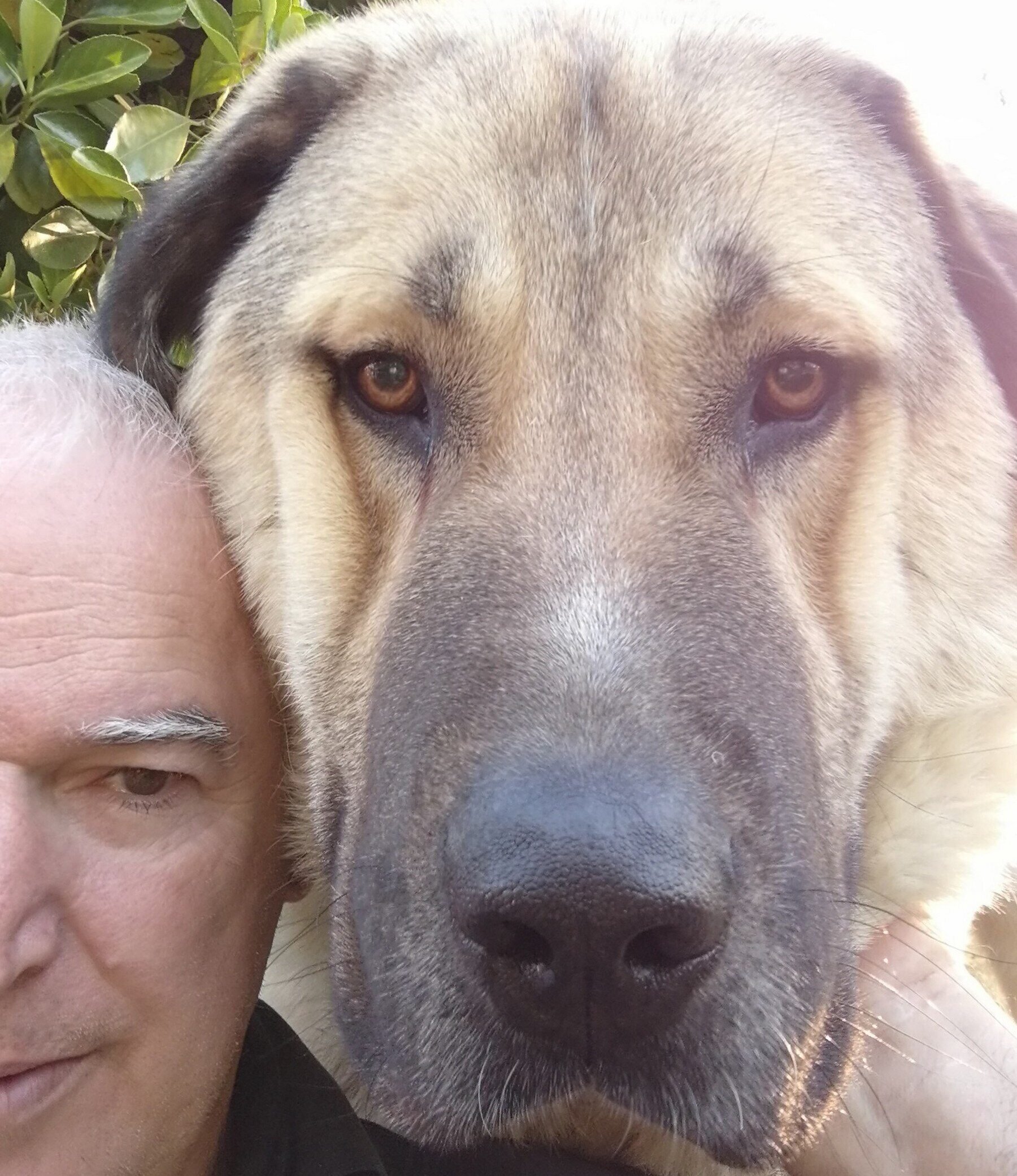 Kangal_povodnik_mitja