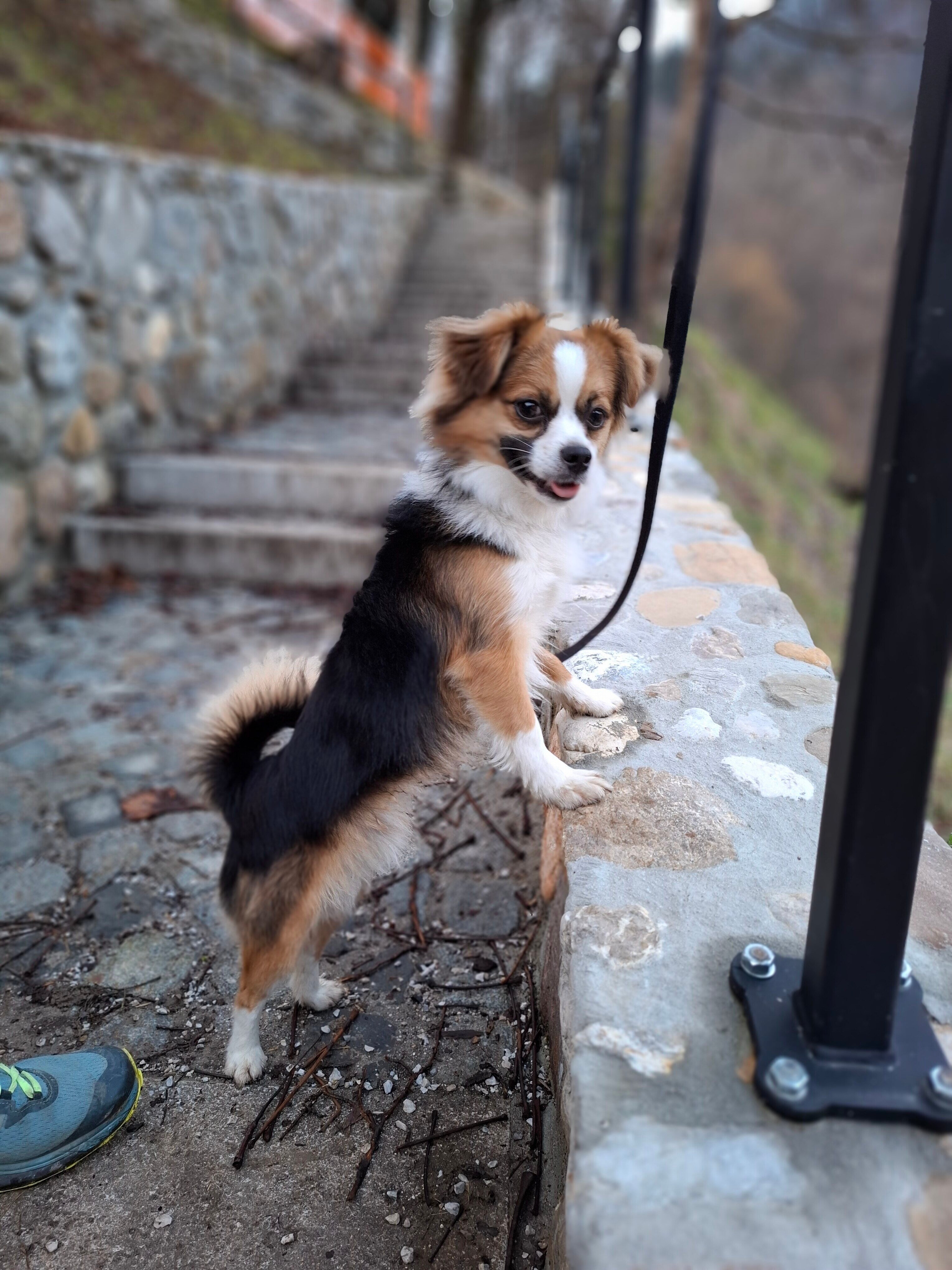 Medo_Sabina Ciglič  