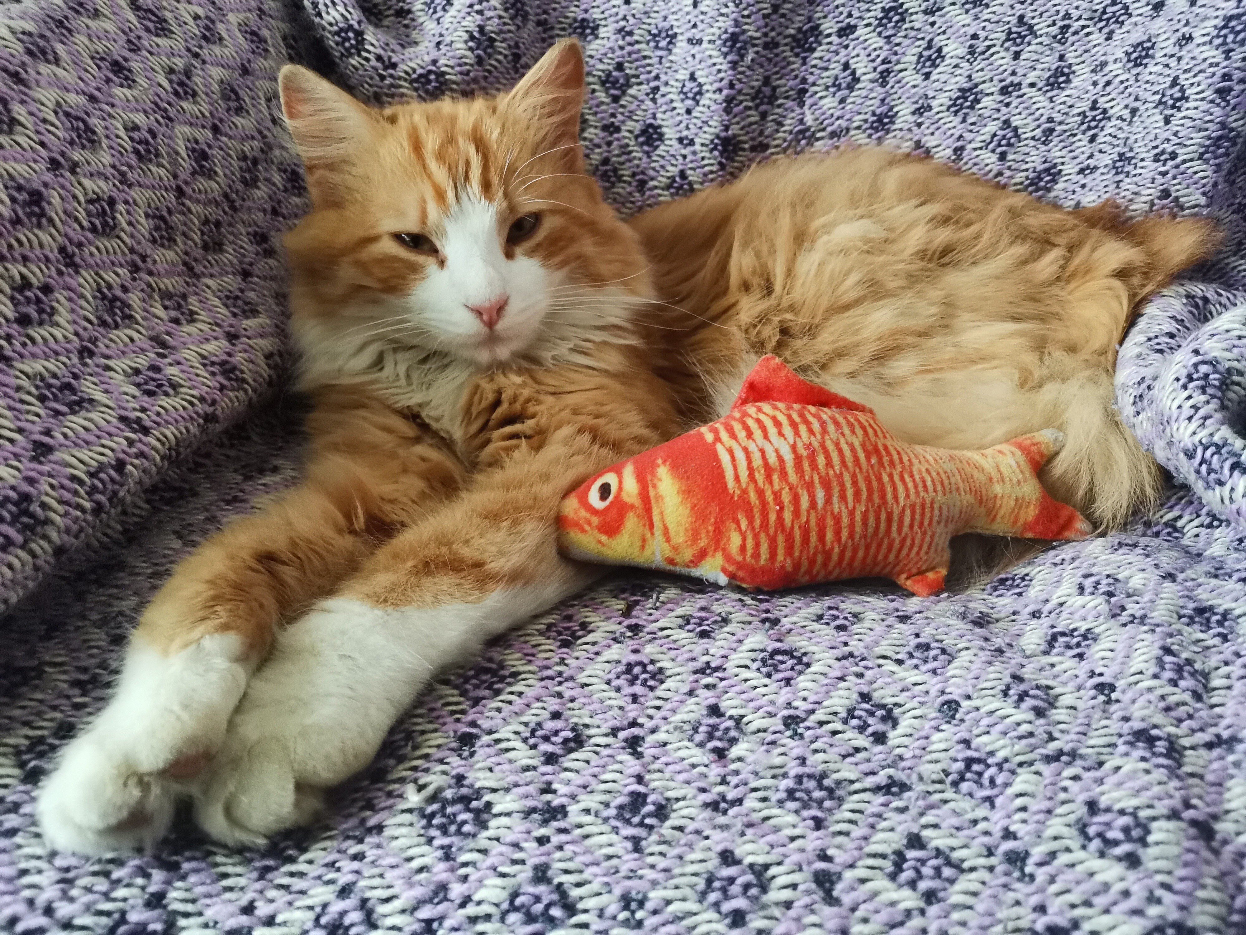 Simba_Nina Krajnc