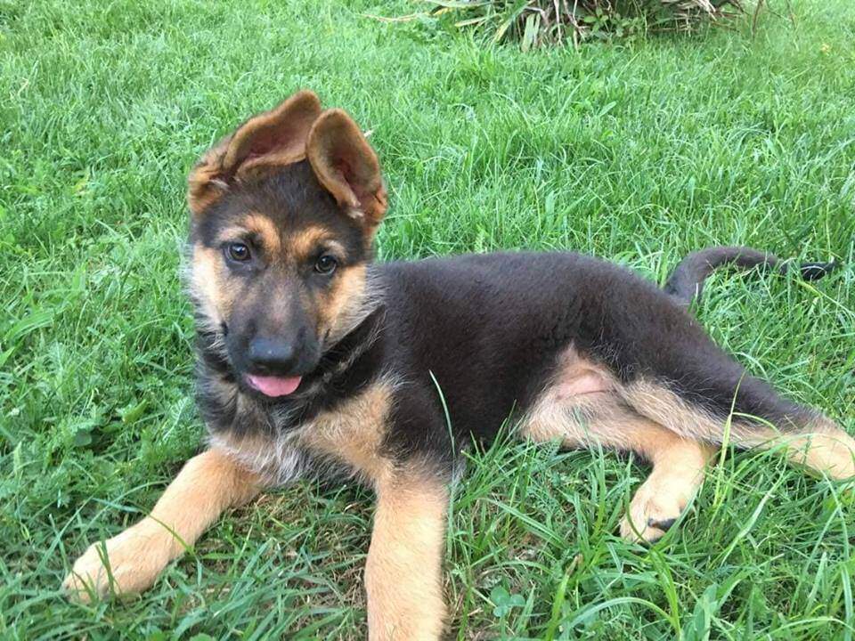 luna_erlač_sonja